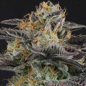 Strawnana Dulce by Crockett Family Farms – Regular – 12/12 Photoperiod – Indoor-friendly – image 1 – Seed City
