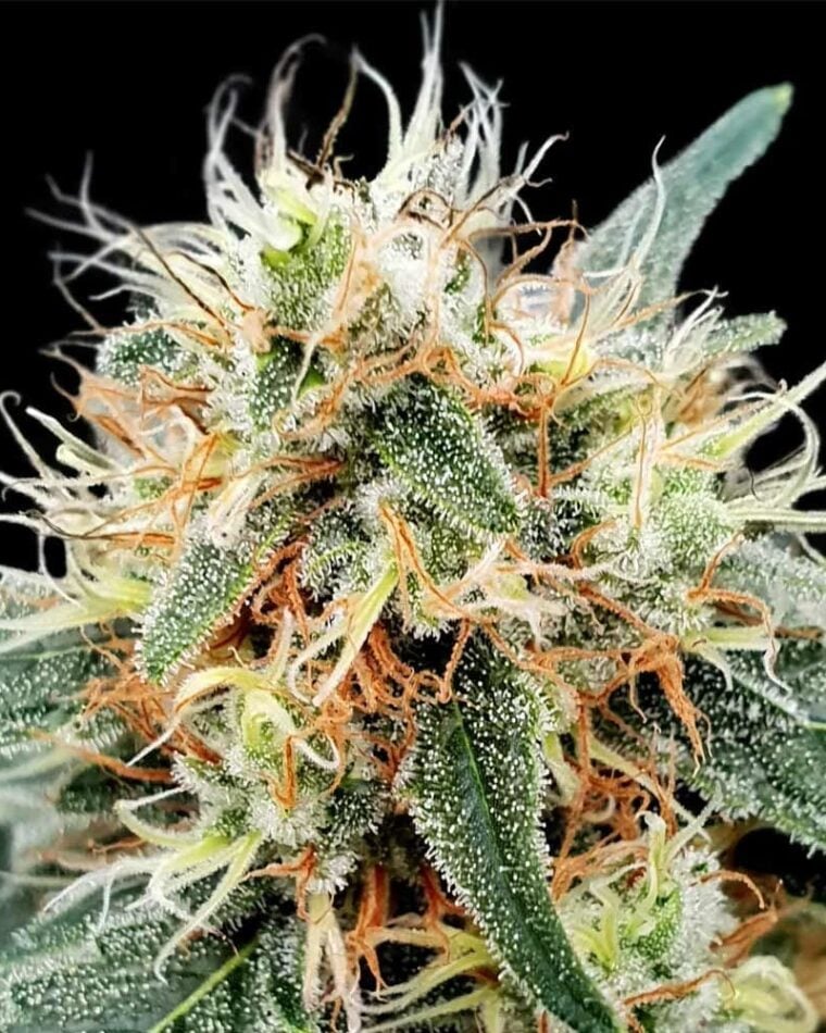 Image 1 of Stromboli Auto cannabis by Paradise Seeds – Sweet – Super Strength – 50% Indica/50% Sativa – Seed City