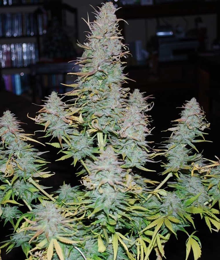 Strong Stuff from Phoenix Cannabis Seeds