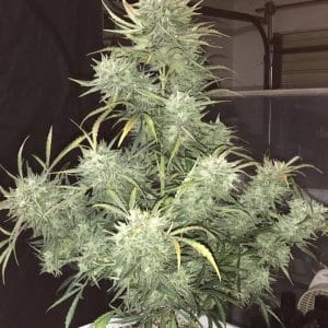 Strong Stuff Auto from Phoenix Cannabis Seeds