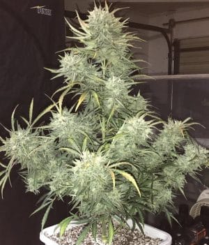 Strong Stuff Auto