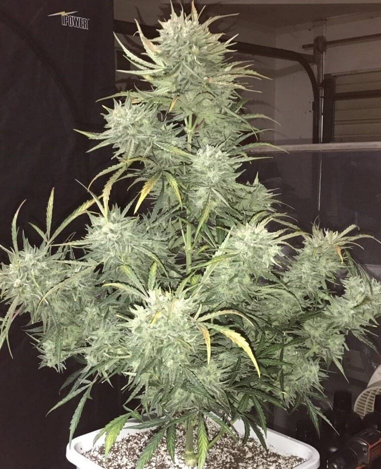 Strong Stuff Auto from Phoenix Cannabis Seeds