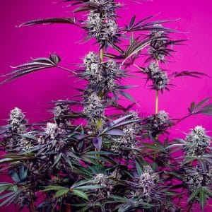 Studio 54 Stardust Auto by Sweet Seeds – Creative – Banana – Auto-Flowering – image 1 – Seed City