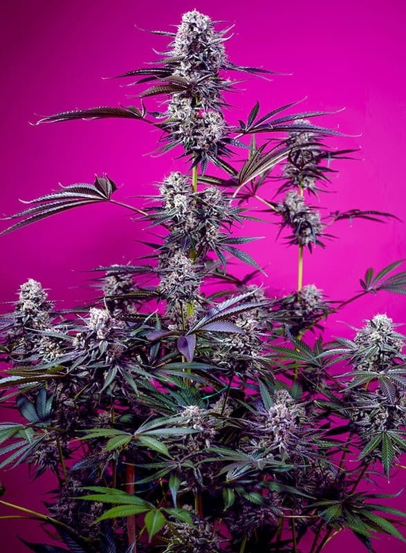 Studio 54 Stardust Auto by Sweet Seeds – Creative – Banana – Auto-Flowering – image 1 – Seed City