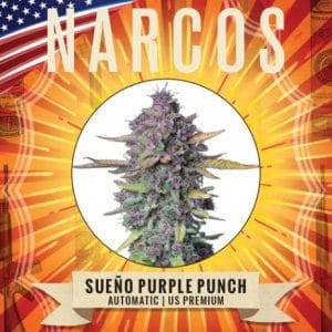 Sueno Purple Punch Auto cannabis seeds – Guaranteed female plants – Relaxing – Fruity – image 1 from Seed City