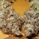 Sugar Tits by Ultra Genetics – Sativa Dominant – Regular – Fruity – image 4 – Seed City
