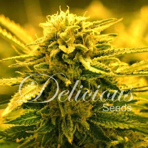 Sugar Black Rose Auto cannabis seeds – Good for outdoor grow – Sweet – Female seeds – image 1 from Seed City