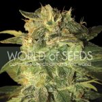 Indoor-friendly – Feminized – Auto-Flowering – Sugar Mango Ryder strain – image 1 – from World of Seeds via Seed City