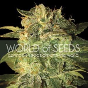 Indoor-friendly – Feminized – Auto-Flowering – Sugar Mango Ryder strain – image 1 – from World of Seeds via Seed City