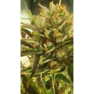 Image 1 of Sugar Tree cannabis by Zmoothiez Seeds – 12/12 Photoperiod – Indoor-friendly – Indica Dominant – Seed City