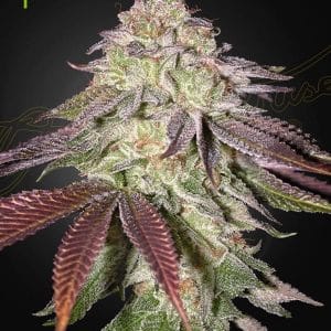 Super Strength – Earthy – Indica Dominant – Sugarlato Auto strain – image 1 – from Green House Seeds via Seed City