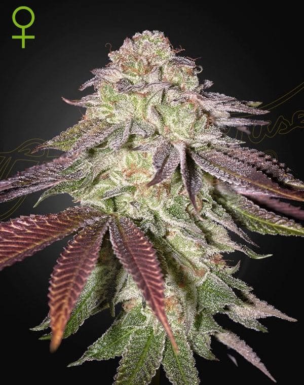 Super Strength – Earthy – Indica Dominant – Sugarlato Auto strain – image 1 – from Green House Seeds via Seed City