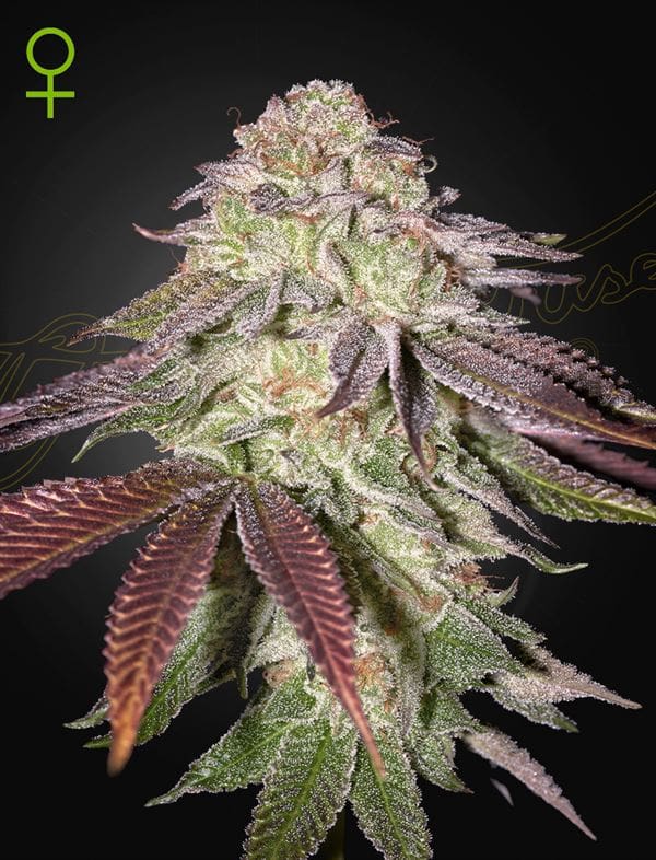 Super Strength – Earthy – Indica Dominant – Sugarlato Auto strain – image 1 – from Green House Seeds via Seed City