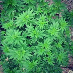 Sumo’s OG Kush