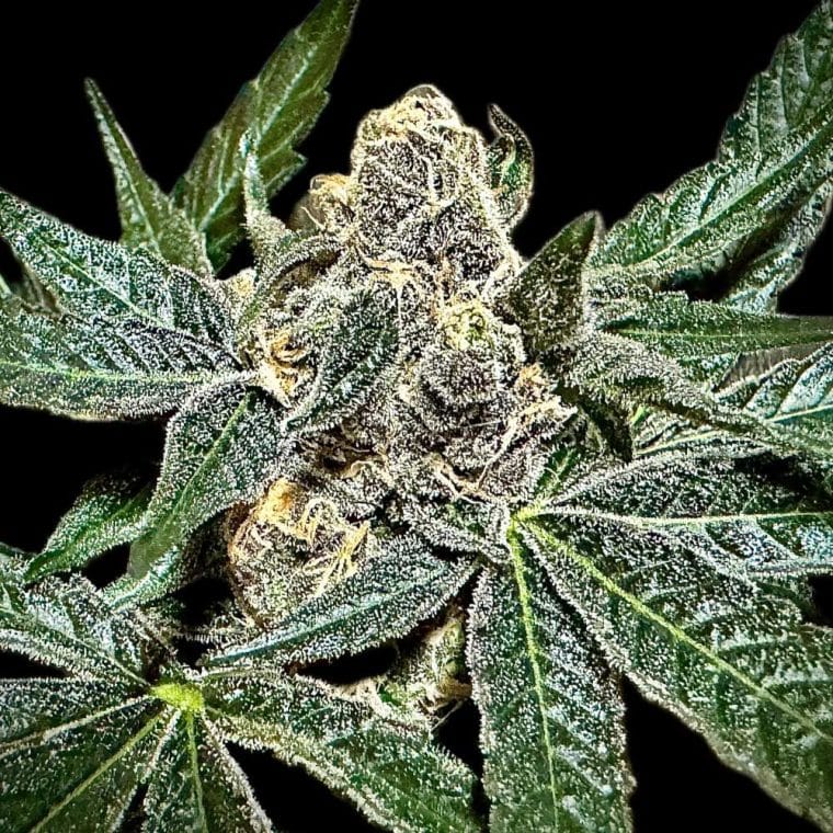 Sumptuouz from Rare Dankness Seeds