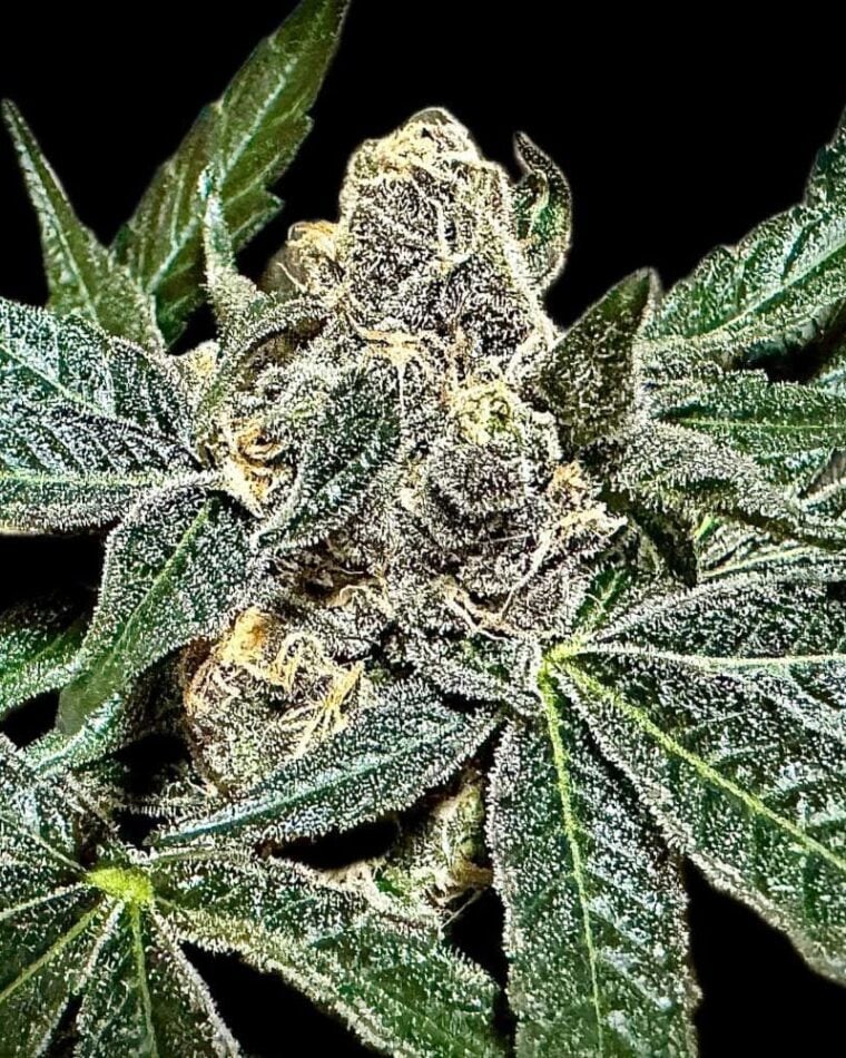 Sumptuouz from Rare Dankness Seeds