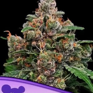 Image 1 of Sun of a Peach cannabis by Anesia Seeds – High Yielding – Indoor – Super Strength – Seed City