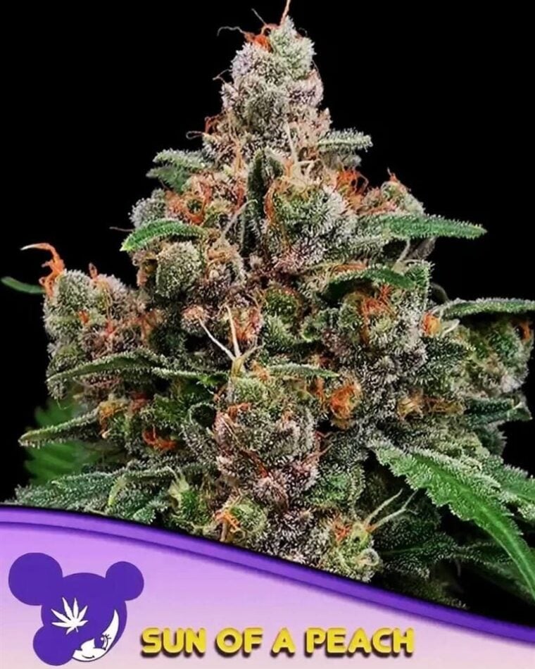Image 1 of Sun of a Peach cannabis by Anesia Seeds – High Yielding – Indoor – Super Strength – Seed City