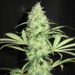 Sunday Gravy from Ultra Genetics