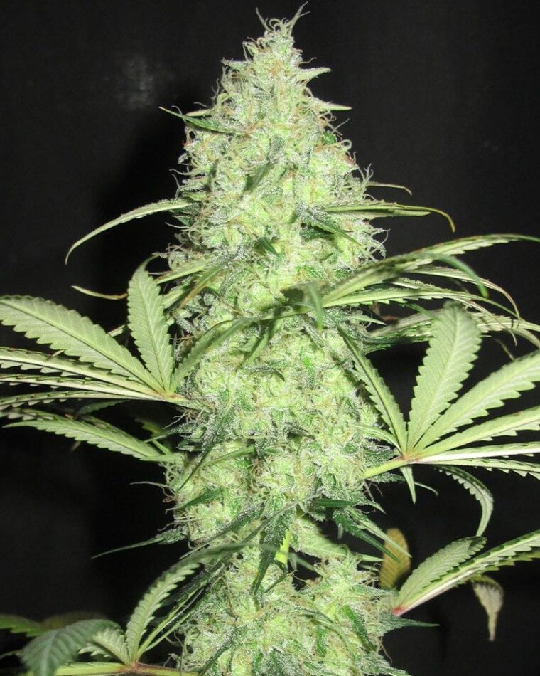 Sunday Gravy from Ultra Genetics