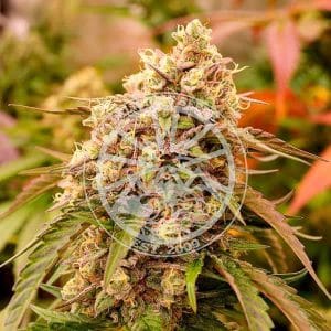Sunday Punch by Delicious Seeds – Sativa Dominant – Insomnia – Female seeds – image 1 – Seed City