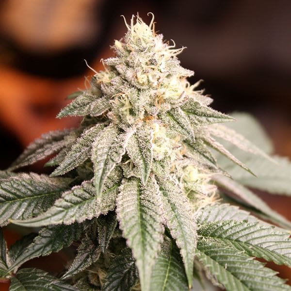 Cerebral – Indica Dominant – Outdoor – Sunset Bride strain – image 1 – from Humboldt Seed Organisation via Seed City