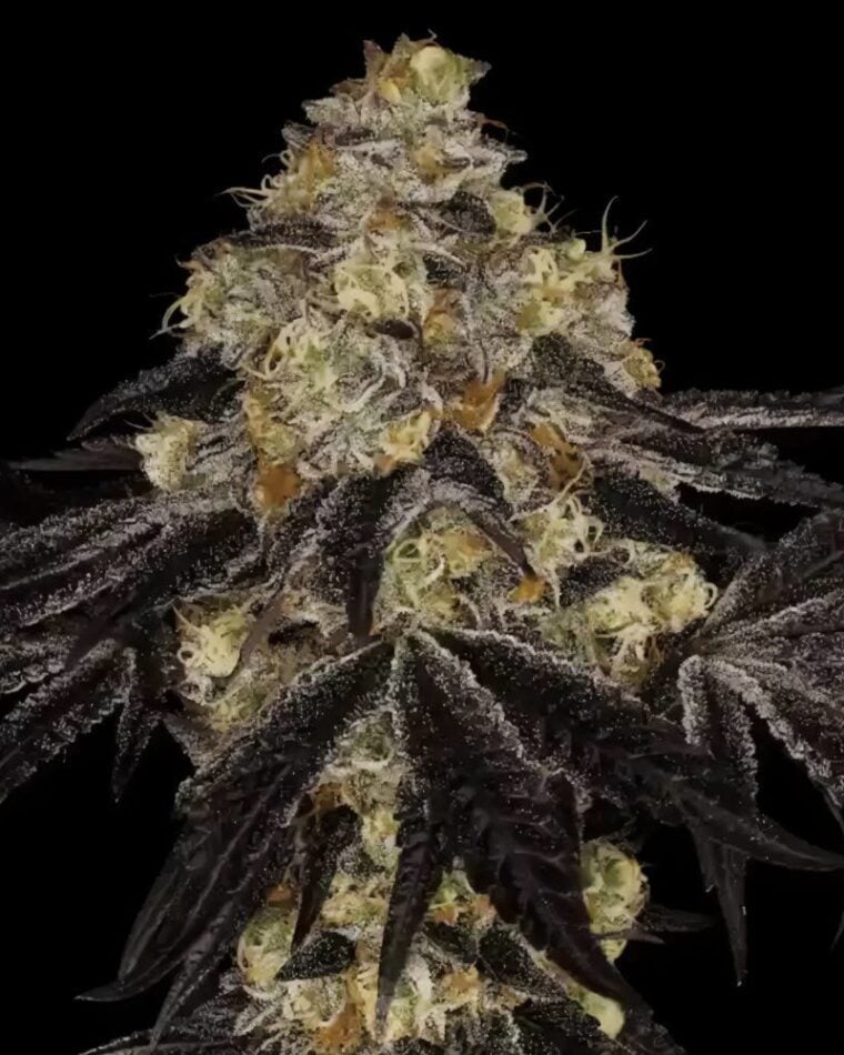 Indica Dominant – Skunky – 12/12 Photoperiod – Sunset Paradise strain – image 1 – from Paradise Seeds via Seed City