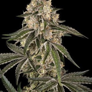 Sunset Peach by Sensi Seeds – 12/12 Photoperiod – Tall (140cm plus) – Feminized – image 1 – Seed City