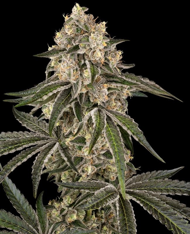 Sunset Peach by Sensi Seeds – 12/12 Photoperiod – Tall (140cm plus) – Feminized – image 1 – Seed City