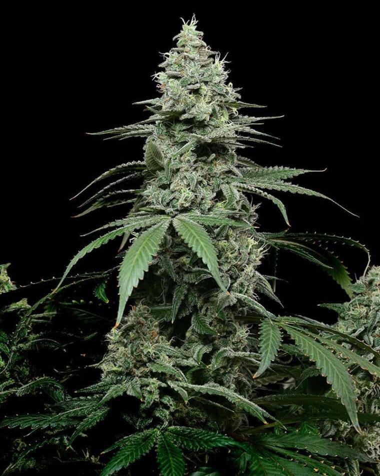 Image 1 of Sunset Pie cannabis by Cookies Seed Bank – Female seeds – 12/12 Photoperiod – Indoor – Seed City