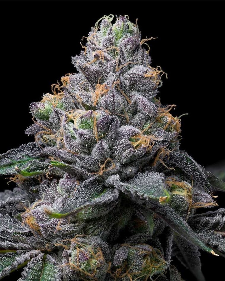 Sunset Sherb x Hollywood by Cookies Seed Bank – Feminized – Fuel – Indoor-friendly – image 1 – Seed City