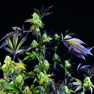 Indica Dominant – Super Strength – Indoor-friendly – Sunset Sherbet strain – image 1 – from Pyramid Seeds via Seed City