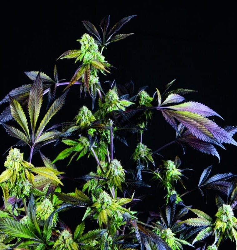Indica Dominant – Super Strength – Indoor-friendly – Sunset Sherbet strain – image 1 – from Pyramid Seeds via Seed City