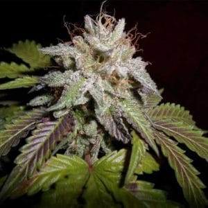 Sunset aka Sunset Sherbet