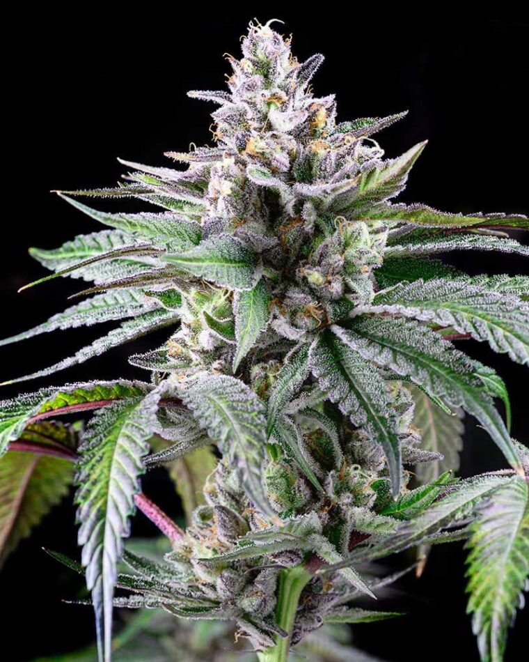 Sunsetz by Cookies Seed Bank – Indoor – 12/12 Photoperiod – Sweet – image 1 – Seed City