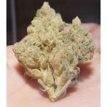 showing Indica-heavy – Indoor-friendly – 12/12 Photoperiod – image 1 – Seed City