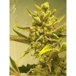 Supa Choopz from Zmoothiez Seeds