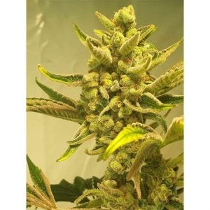 Supa Choopz from Zmoothiez Seeds