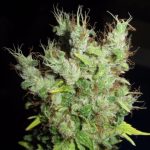 Super Silver Martian Haze from Ultra Genetics