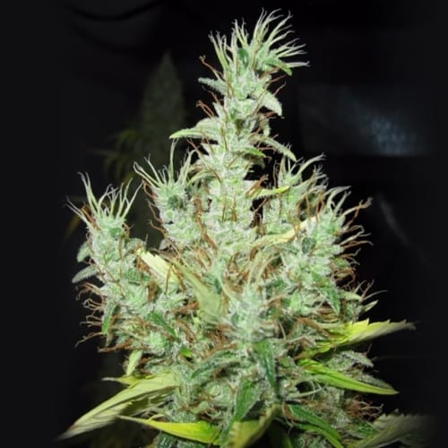 Super Silver Martian Haze 大麻の種子 | Ultra Genetics