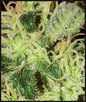 Super Critical from Green House Seeds