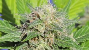 Super Auto Lemon Haze