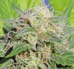 Super Auto Lemon Haze by Original Sensible Seeds – Mostly Sativa – Feminized – Resistant to Mould – image 1 – Seed City