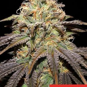 Sweet – Creative – Guaranteed female plants – Super Boof strain – image 1 – from Cream of the Crop via Seed City