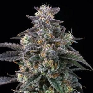 Super Boof cannabis seeds – Beginning of October – 12/12 Photoperiod – Happy – image 1 from Seed City