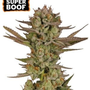 Image 1 of Super Boof cannabis by Seed Stockers – Happy – Large yield – Resistant to Mould – Seed City