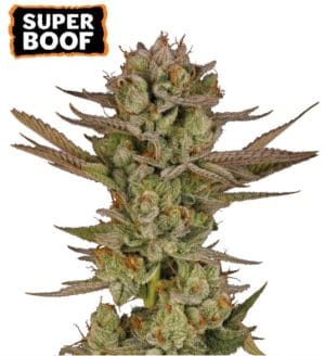 Super Boof