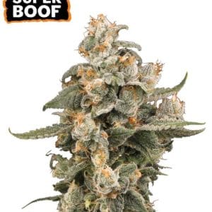Super Boof Auto from Seed Stockers