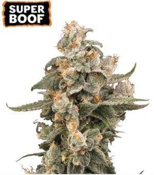 Super Boof Auto