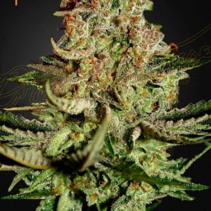Super Bud by Green House Seeds – Appetite Stimulant – 12/12 Photoperiod – Indica-heavy – image 1 – Seed City